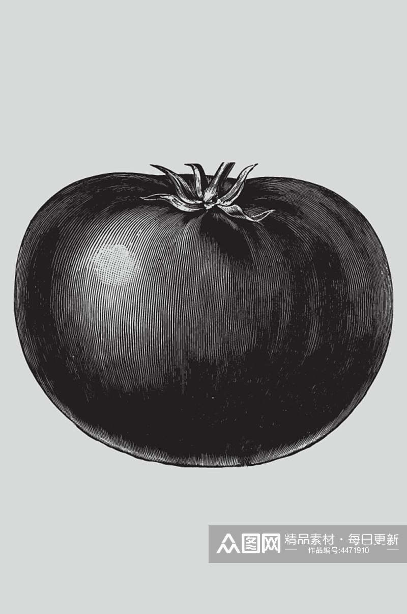 手绘黑色简约植物蔬菜素描矢量素材素材