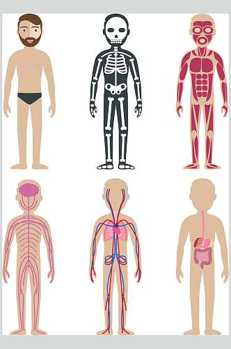 线条人体黄红黑人体构造图矢量素材