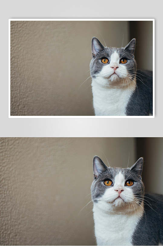 灰白橘色眼睛猫咪图片