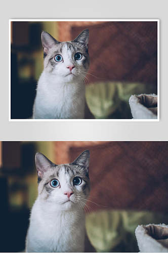 褐脸猫咪图片