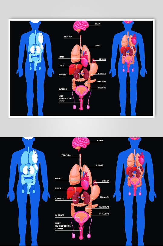 内帐黑蓝手绘人体构造图矢量素材
