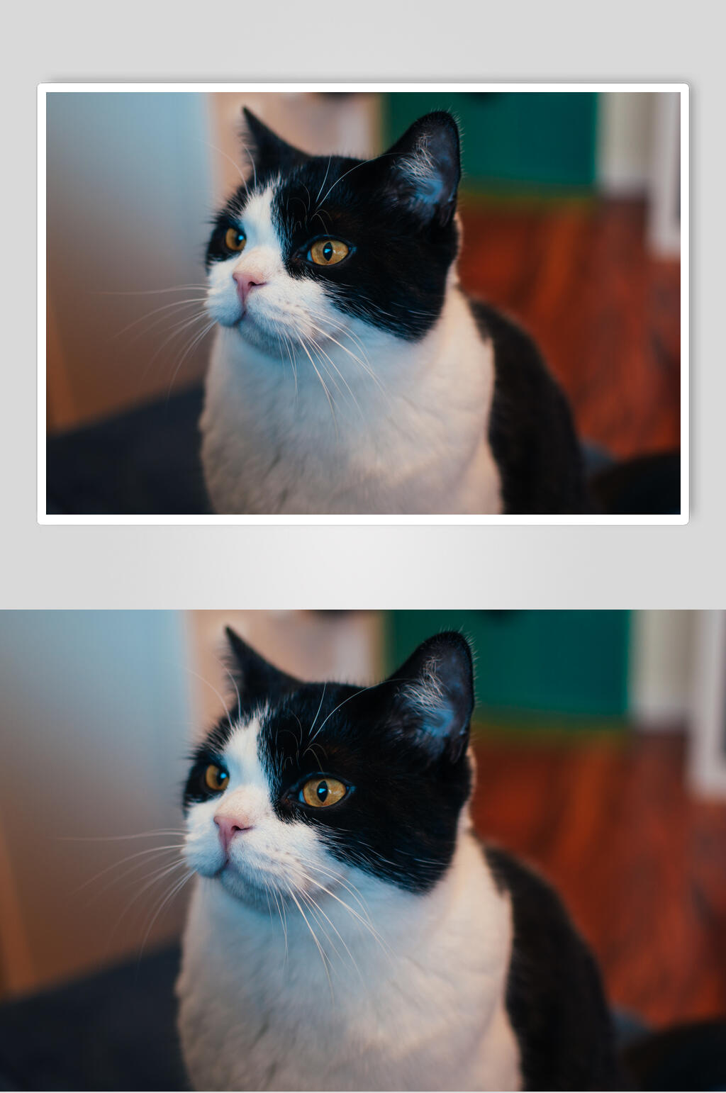 黑脸猫咪图片素材