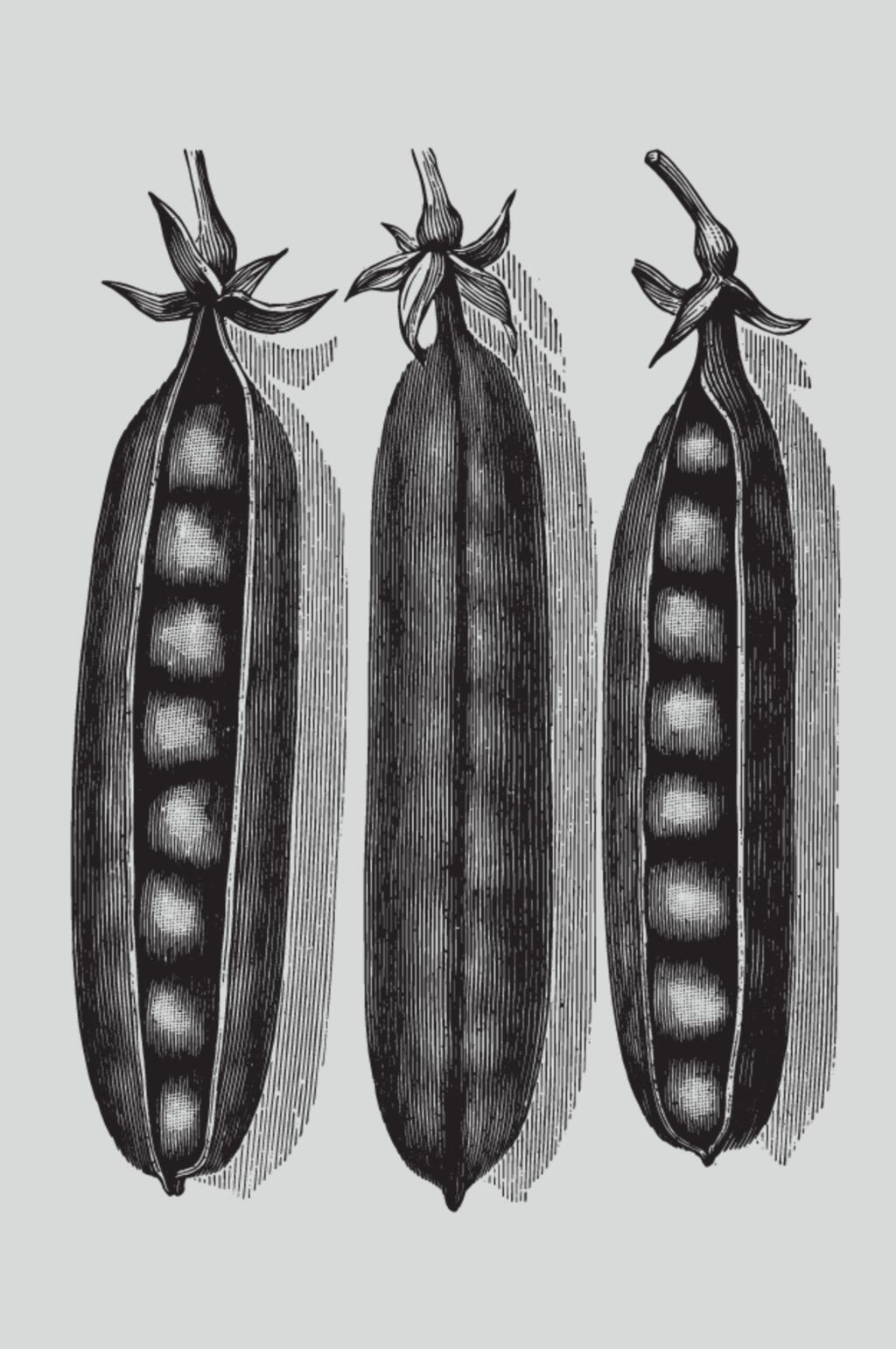 扁豆黑色线条植物蔬菜素描矢量素材素材