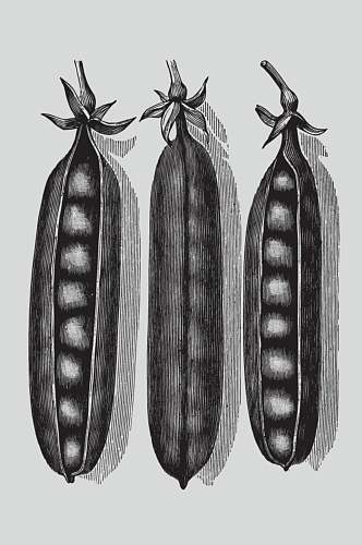 扁豆黑色线条植物蔬菜素描矢量素材
