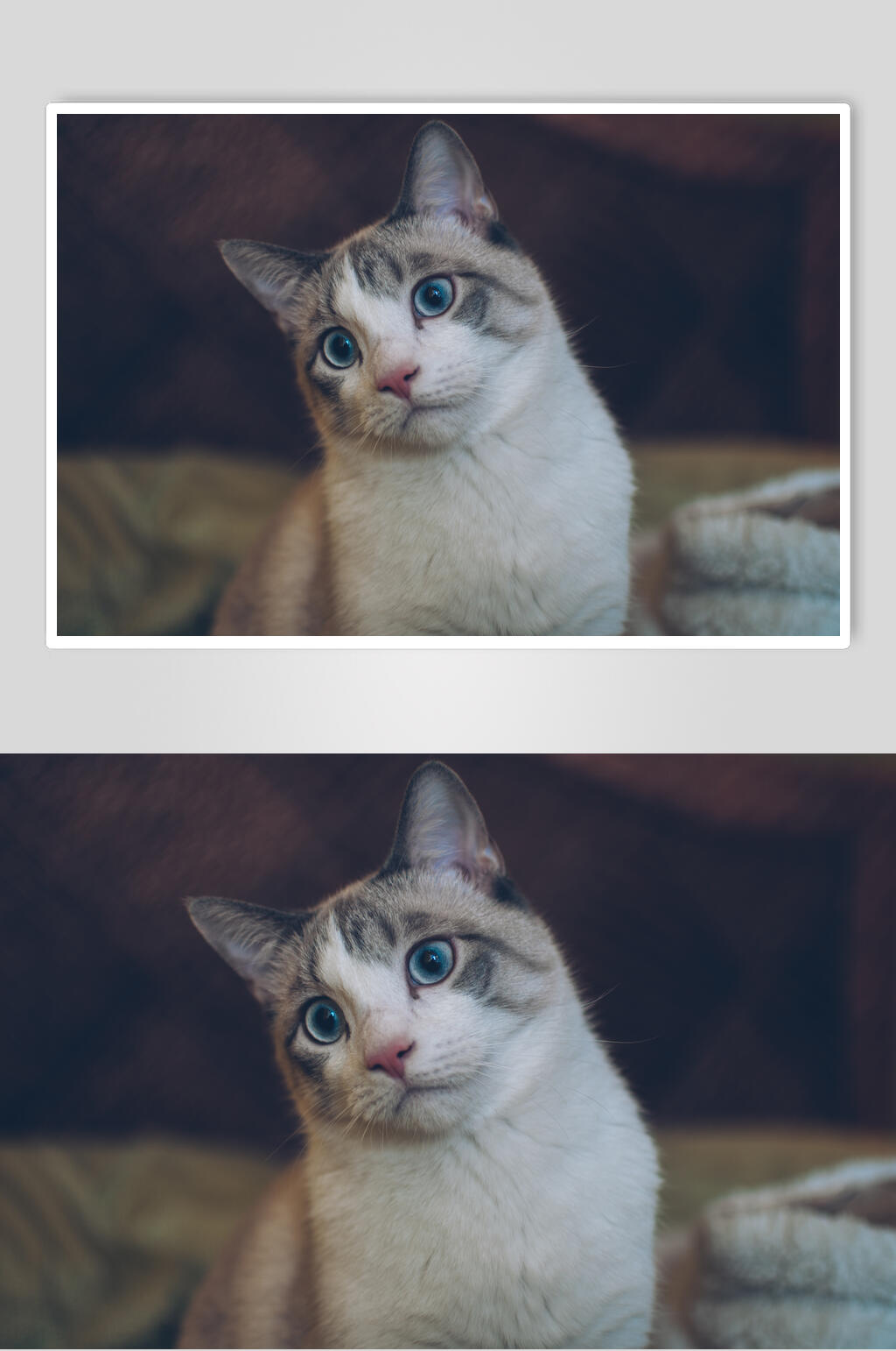 诧异蓝眼睛猫咪图片素材