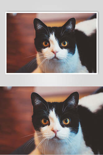 黑白橘色瞳猫咪图片