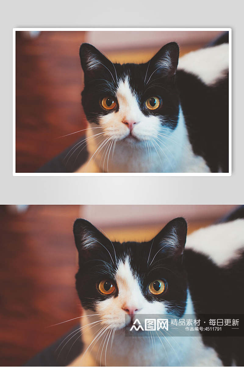 黑白橘色瞳猫咪图片素材