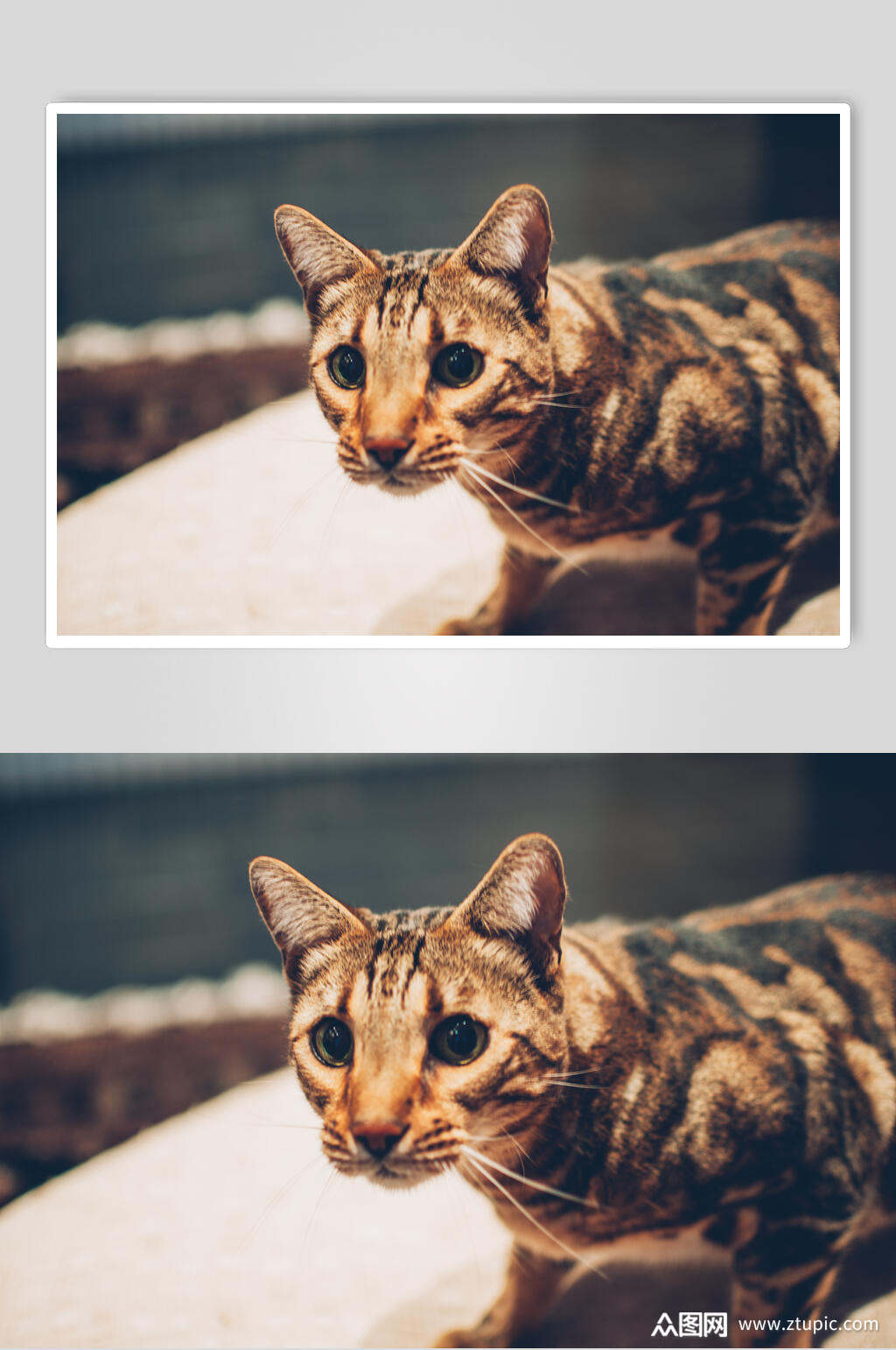 褐色狸猫猫咪图片素材