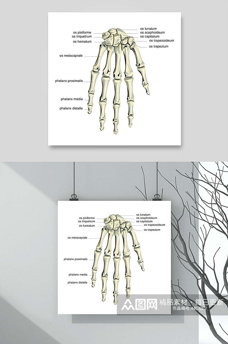 手人体骨骼医学挂图矢量素材素材