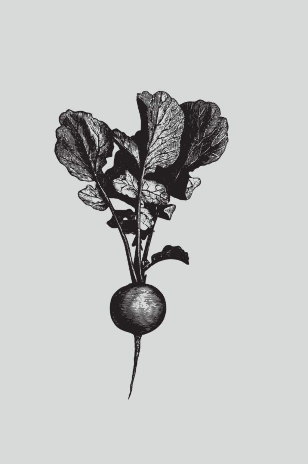 叶子萝卜黑色植物蔬菜素描矢量素材素材