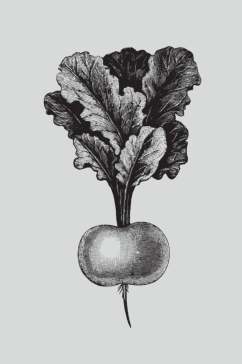 萝卜黑色手绘植物蔬菜素描矢量素材