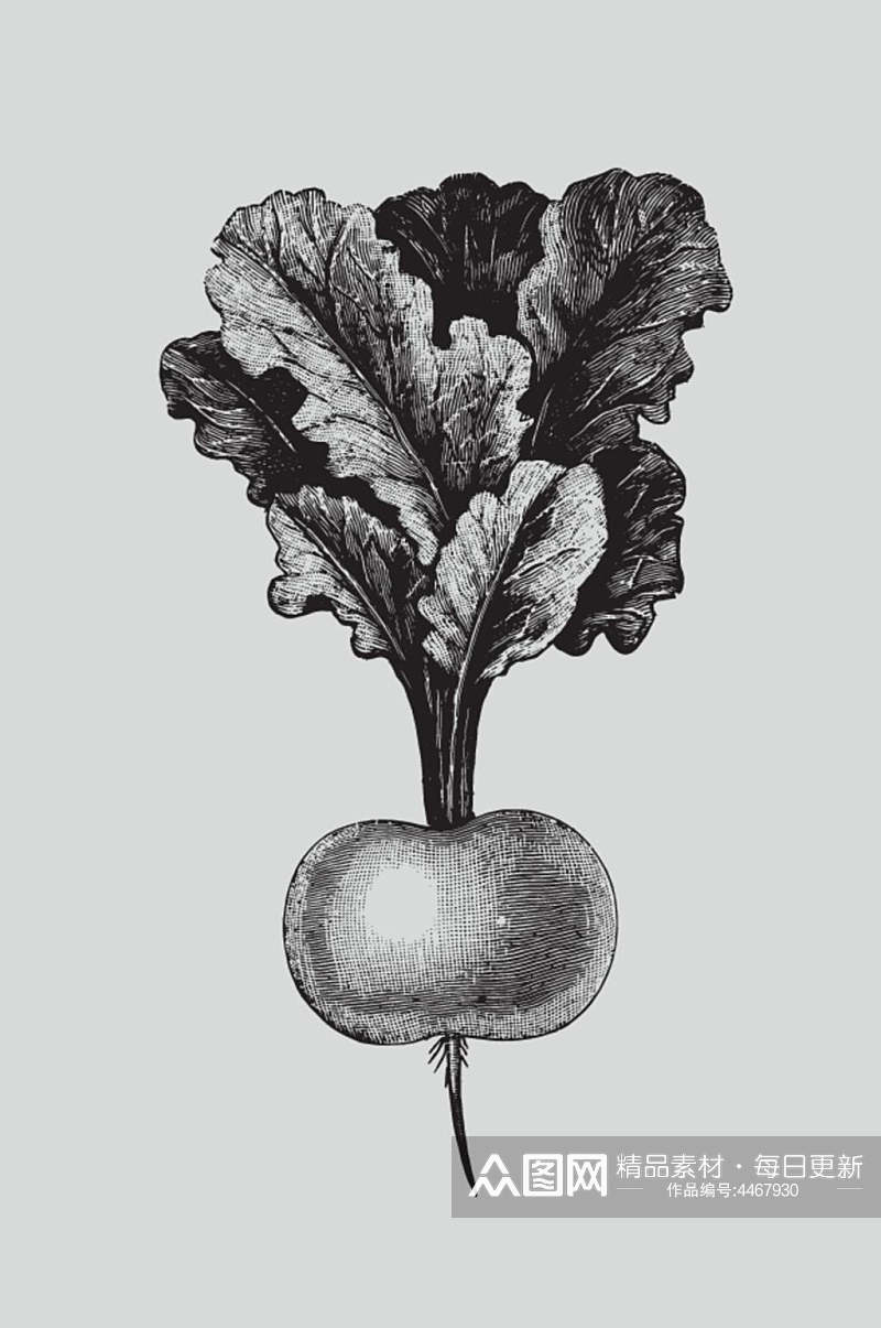 萝卜黑色手绘植物蔬菜素描矢量素材素材