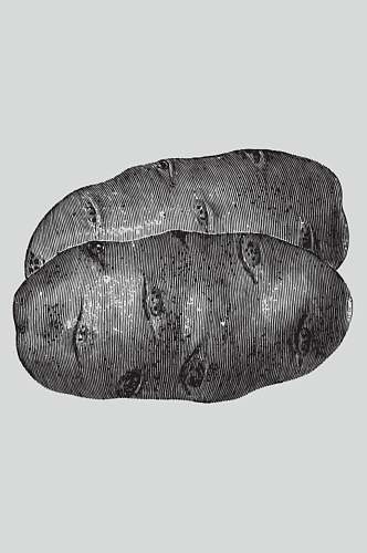 线条土豆黑色植物蔬菜素描矢量素材