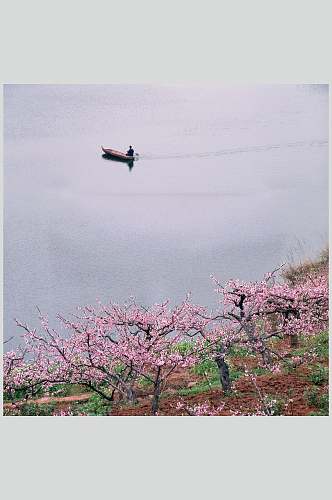 渔船桃花大自然风光摄影图