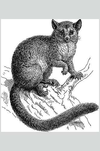 河狸动物素描手绘矢量素材