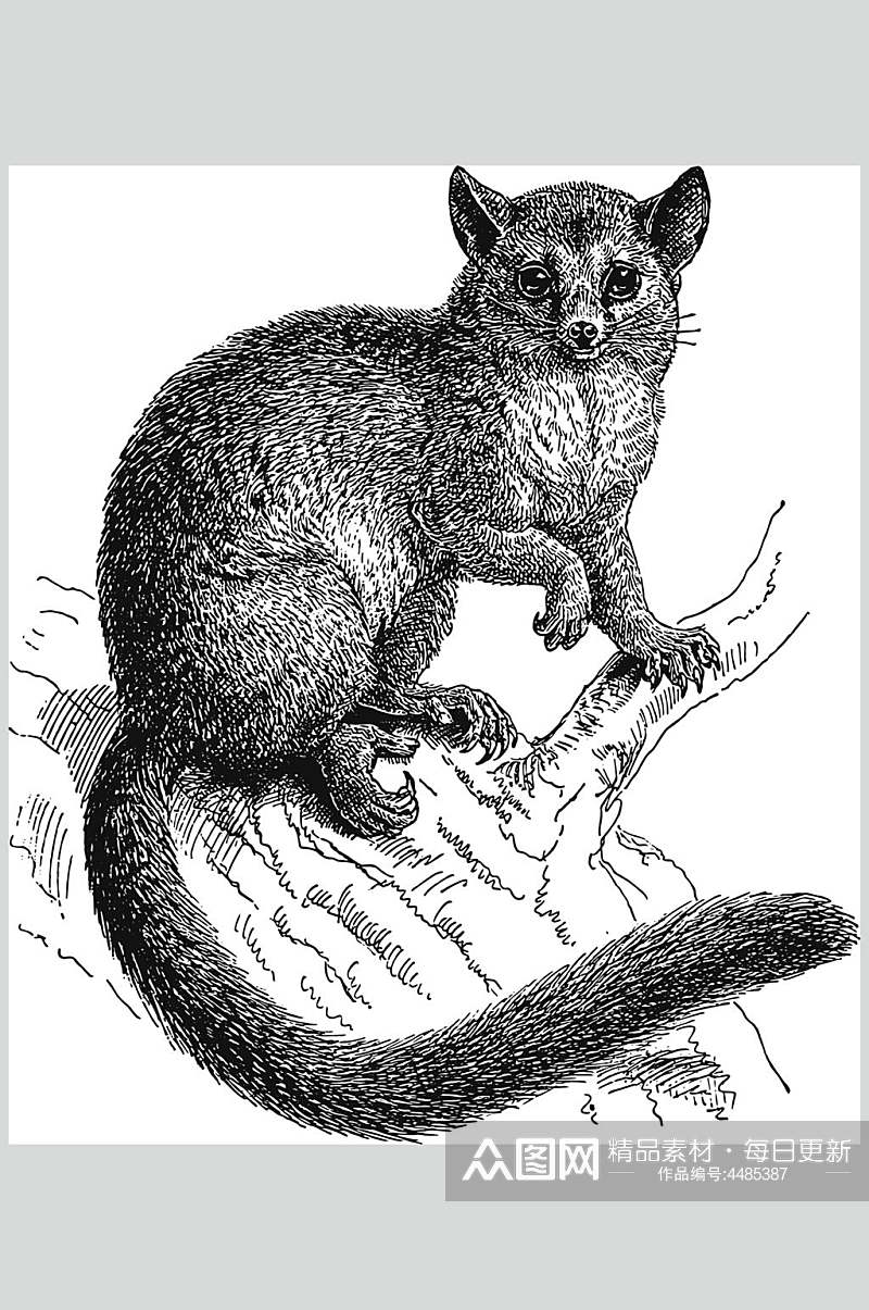 河狸动物素描手绘矢量素材素材