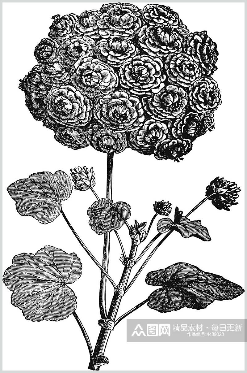 黑色简约清新植物花卉手绘矢量素材素材