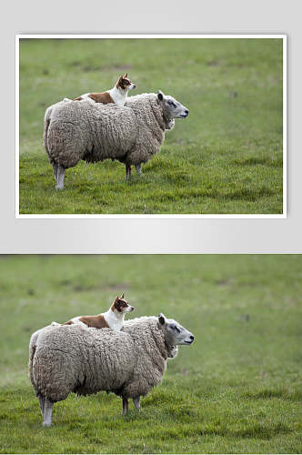 羊狗可爱动物图片