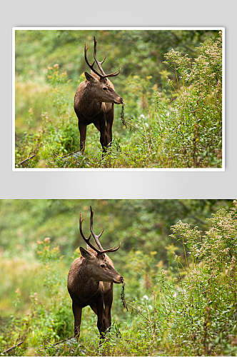 麋鹿动物形态摄影图