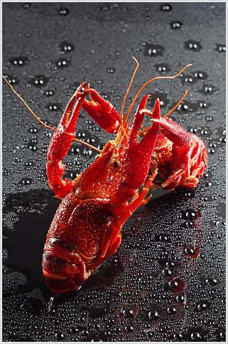 精品海鲜红色小龙虾图片