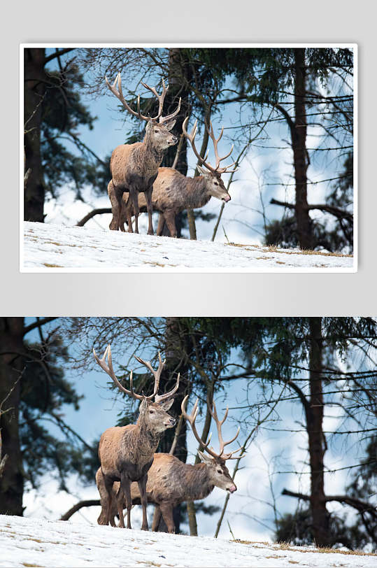 麋鹿雪地动物形态摄影图