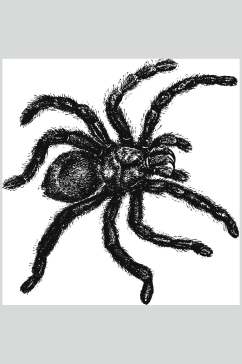 蜘蛛黑色简约动物素描手绘矢量素材