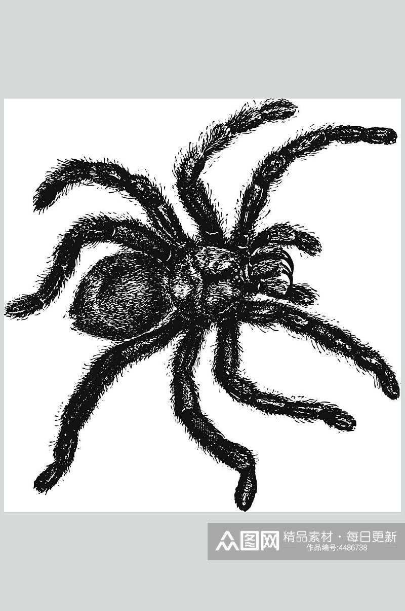 蜘蛛黑色简约动物素描手绘矢量素材素材
