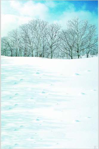 树木雪地近景高清拍摄背景图片