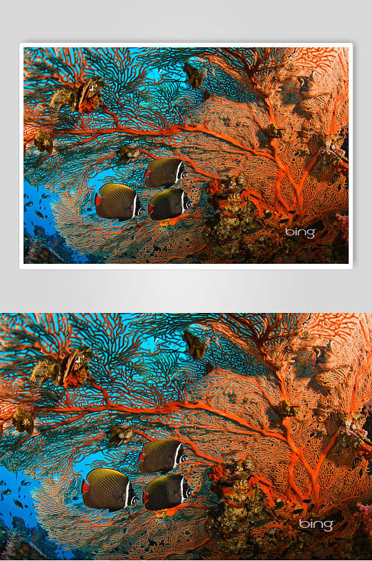 海底世界鱼珊瑚可爱动物图片