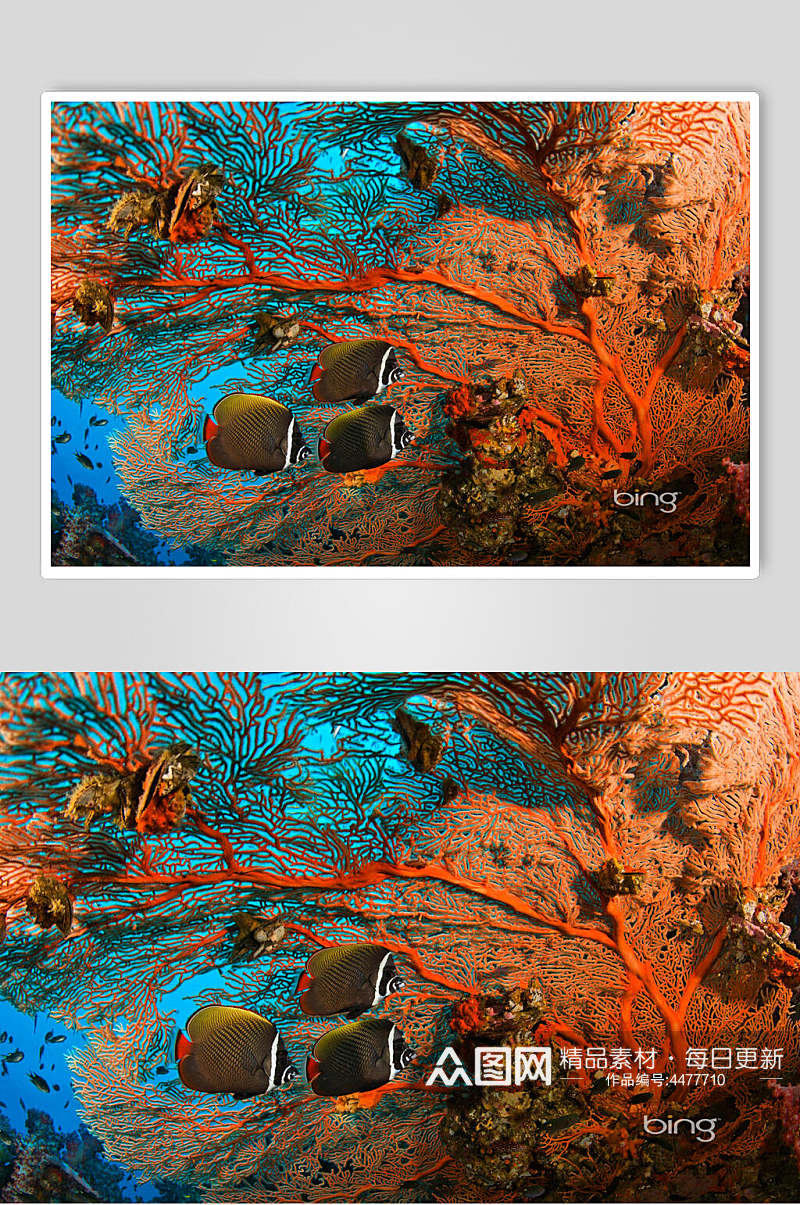 海底世界鱼珊瑚可爱动物图片素材