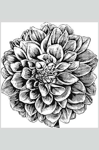 典雅黑色清新植物花卉手绘矢量素材