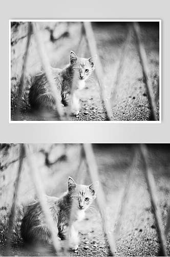 简约篱笆猫咪可爱动物图片