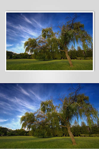 树木草地蓝天白云户外风景图片