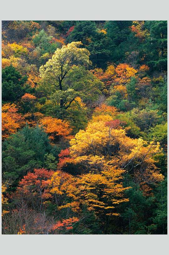 多彩秋林大自然风光摄影图
