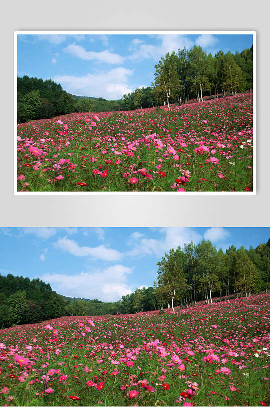 花卉野外风景图片  植物摄影图