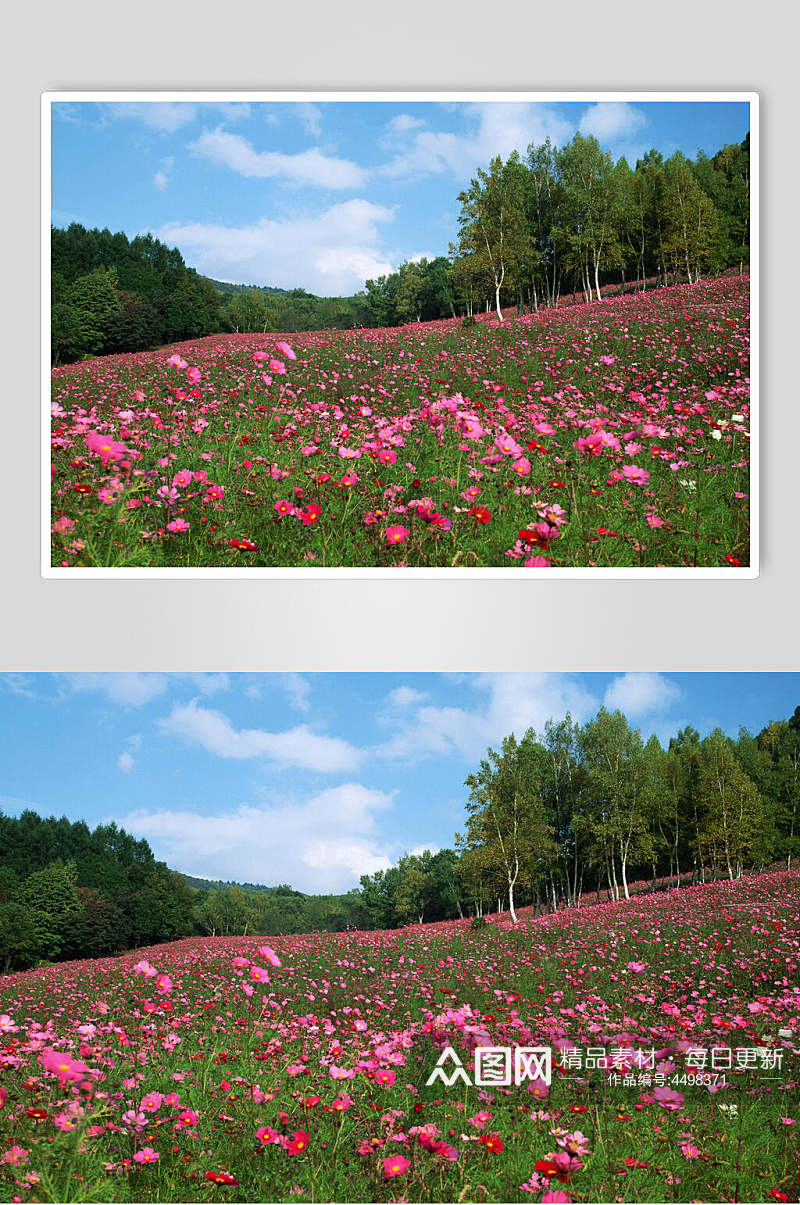 花卉野外风景图片  植物摄影图素材