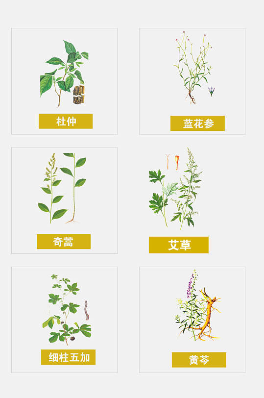 杜仲彩色草本免抠素材