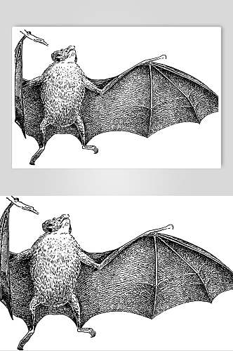 翅膀黑色蝙蝠动物素描手绘矢量素材