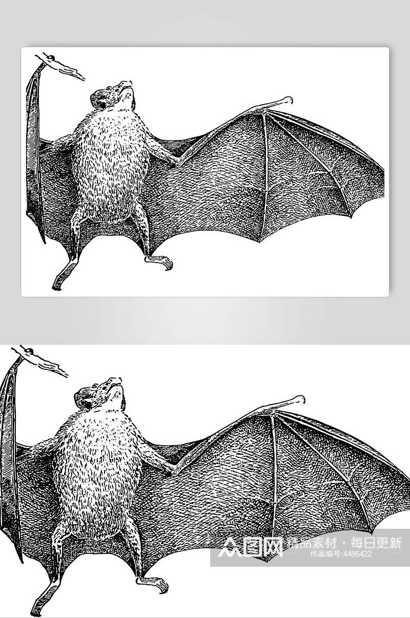 翅膀黑色蝙蝠动物素描手绘矢量素材素材