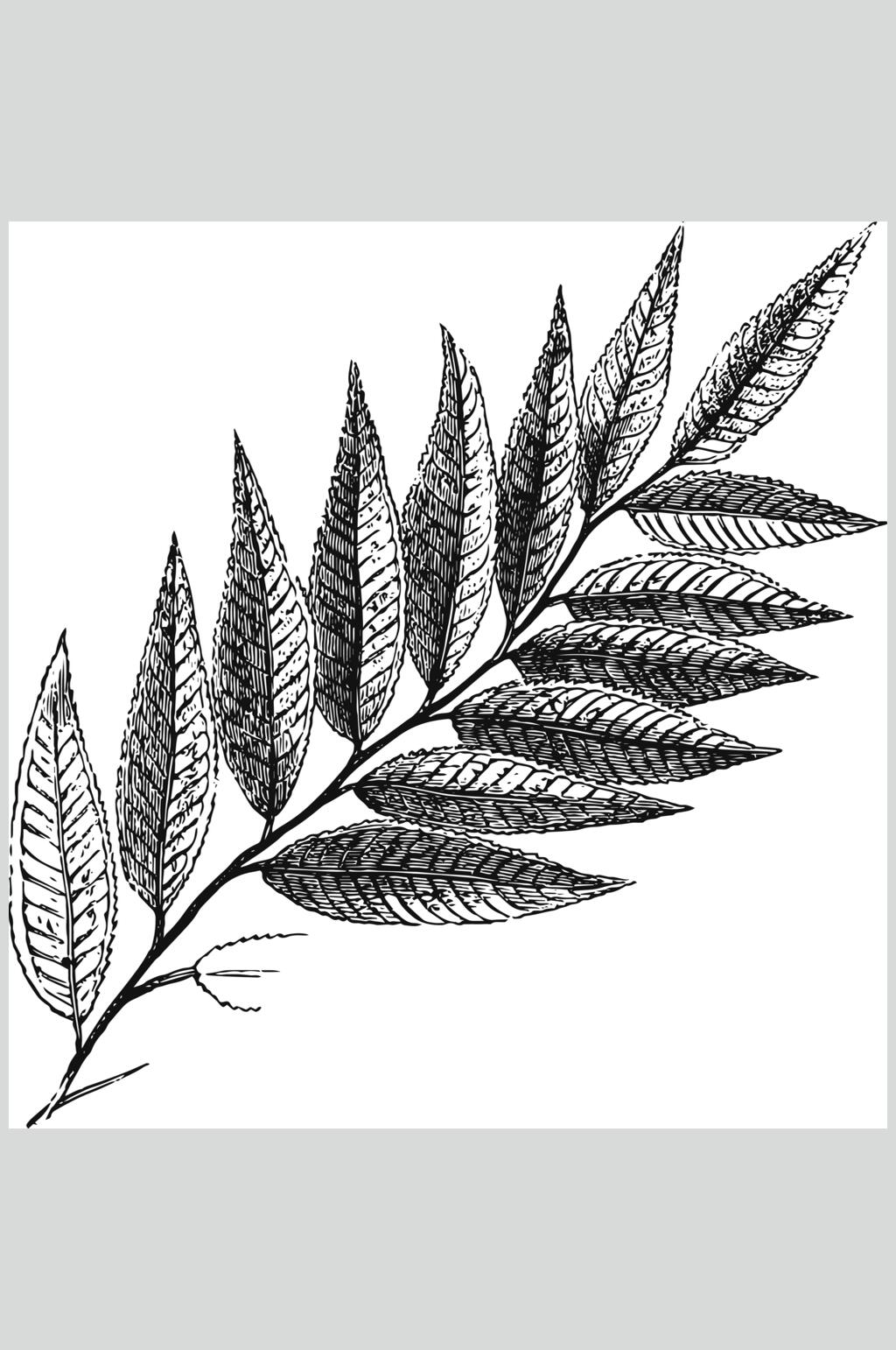 线条黑色时尚植物花卉手绘矢量素材素材