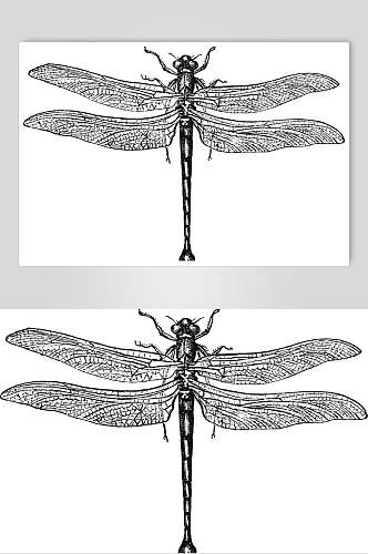 蜻蜓黑色简约动物素描手绘矢量素材