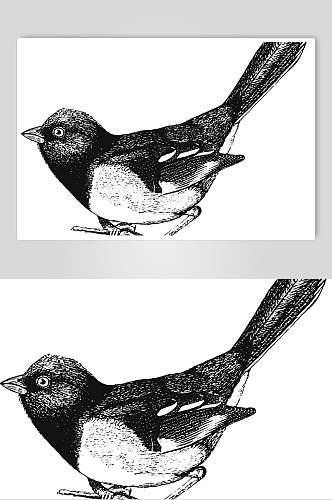 鸟动物素描手绘矢量素材