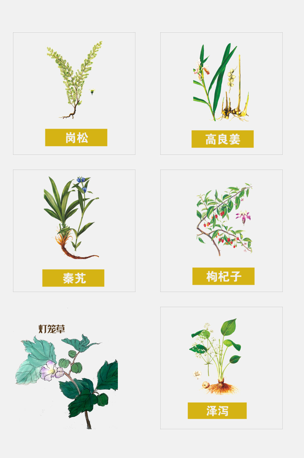 灯笼草彩色草本免抠素材素材