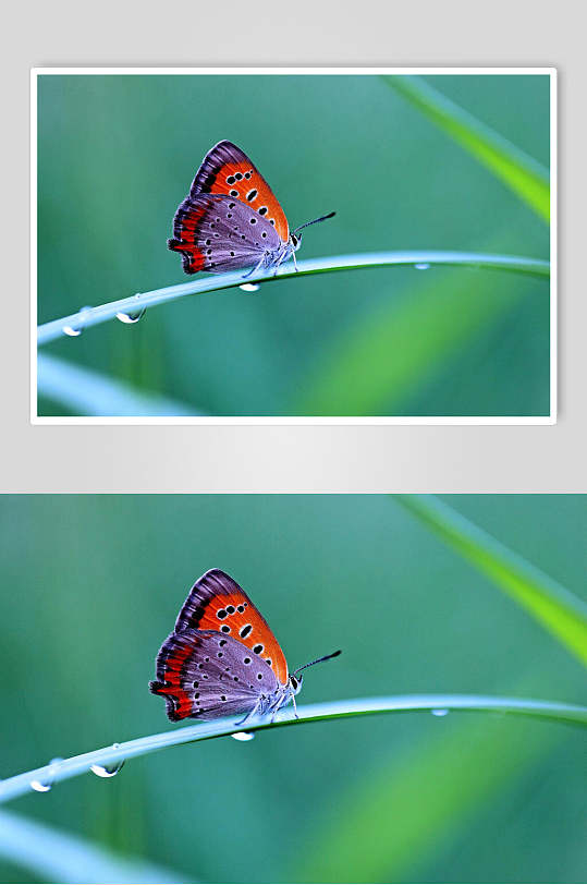 蝴蝶可爱动物图片