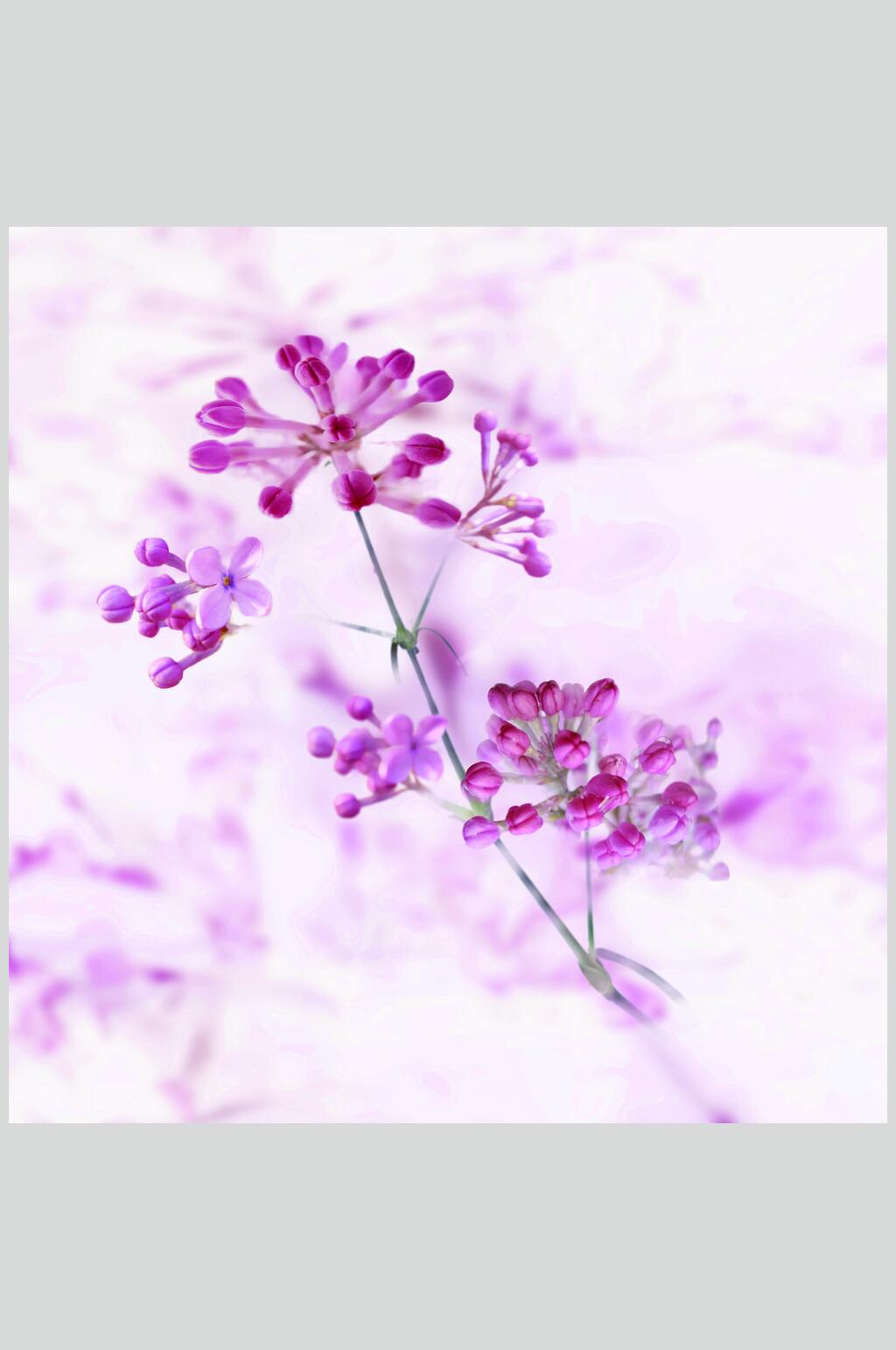 紫色鲜花花卉背景摄影图素材
