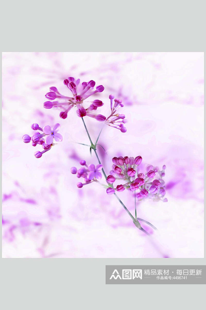 紫色鲜花花卉背景摄影图素材