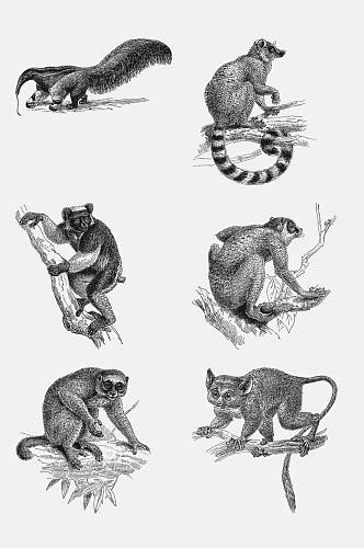 树枝猴子动物昆虫素描手绘免抠素材