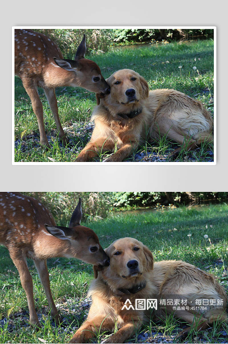 梅花鹿大狗狗可爱动物图片素材