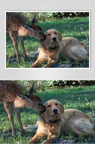 梅花鹿大狗狗可爱动物图片