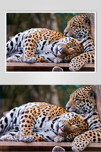两字豹子可爱动物图片